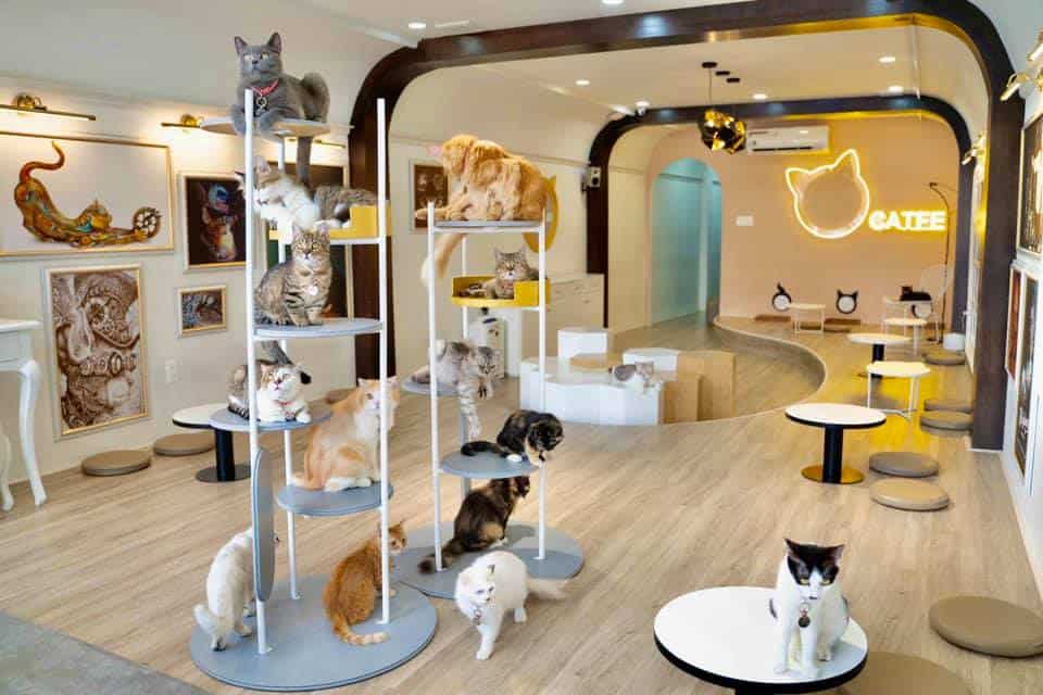 Thiết kế quán cafe pet- Cho một không gian cafe chuẩn đẹp